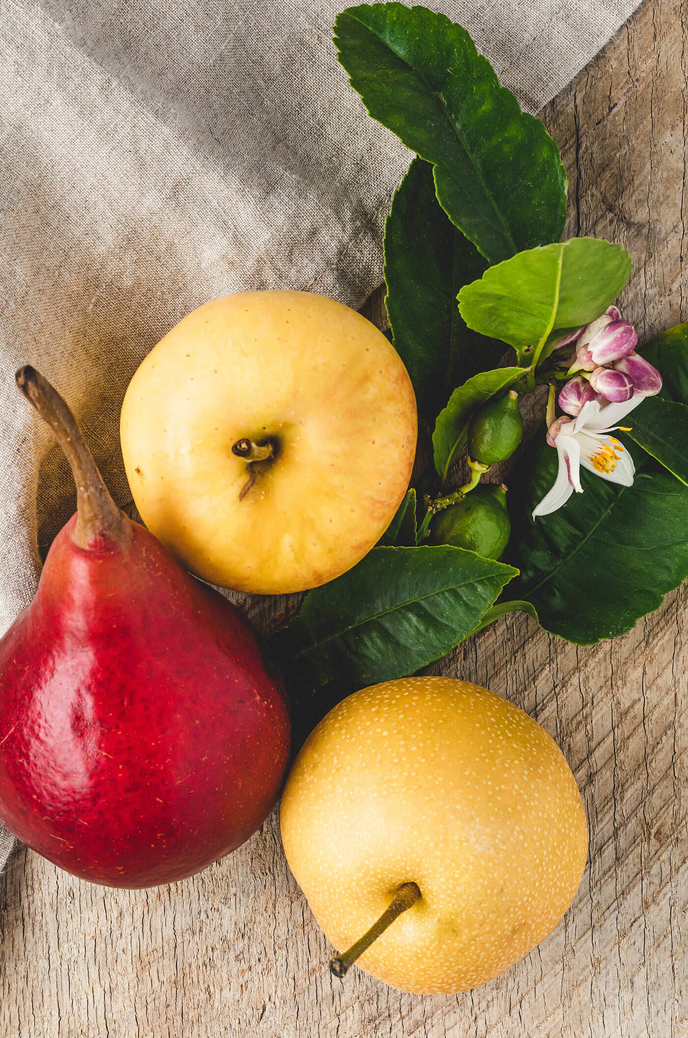 Wine tasting notes of Napa Valley Chardonnay